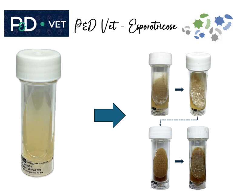 P&D VET - ESPOROTRICOSE - 10 testes